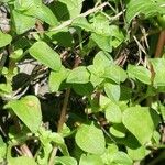 Theligonum cynocrambe Yaprak