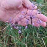 Allium carinatum Flor