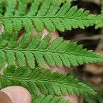 Dryopteris carthusiana برگ