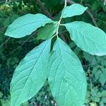 Syringa josikaea Leaf