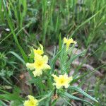 Lithospermum incisum Staniste