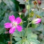 Geranium × oxonianum Hábito