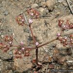 Chorizanthe staticoides ᱛᱟᱦᱮᱸ