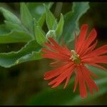 Silene laciniata ᱵᱟᱦᱟ