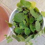 Pilea peperomioidesLeaf