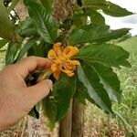 Michelia champaca Flower