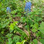 Muscari armeniacum Flower