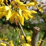 Forsythia viridissima Floro