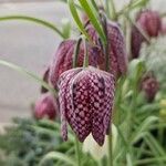 Fritillaria meleagris Flower