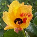 Hibiscus tiliaceus Blüte