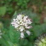 Dipsacus pilosus Blomst