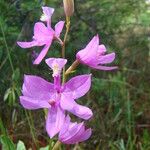 Calopogon tuberosus Virág