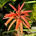 Aloe arborescensFlower