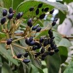 Viburnum rugosum Fruchs