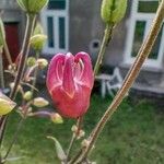 Aquilegia vulgarisFlower