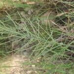 Diplachne fusca Fula