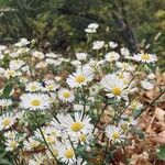 Erigeron annuusŽiedas