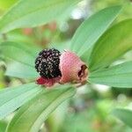 Melastoma malabathricum Fruit