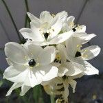 Ornithogalum arabicum Квітка