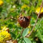 Trifolium badium Frugt