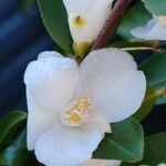 Camellia japonica 花