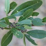 Boscia mossambicensis Hoja