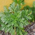 Artemisia annua Liść