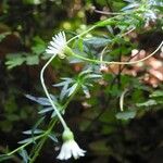 Erigeron karvinskianus आदत