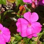 Impatiens hawkeri Квітка