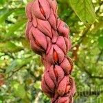 Magnolia acuminata Fruit