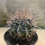 Ferocactus herrerae Foglia
