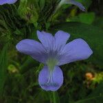 Barleria strigosa Λουλούδι