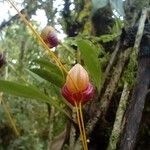 Masdevallia infracta Flower
