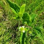 Lippia javanica Celota