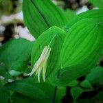 Uvularia perfoliata 花