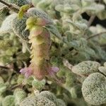 Origanum dictamnus Flower