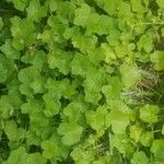 Hydrocotyle sibthorpioides ഇല