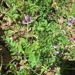 Astragalus nuttallianus Hábitos