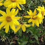 Helianthus tuberosusFlower