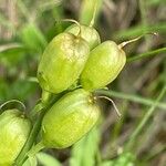 Linaria vulgaris Fruit