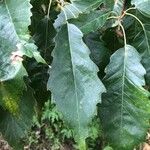 Quercus muehlenbergii Yaprak