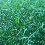 Elymus pungens Leaf