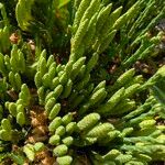 Diphasiastrum alpinum Likasa