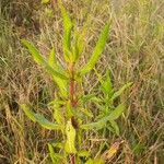 Hygrophila auriculata Leaf