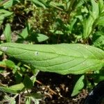 Trichodesma zeylanicum Leaf