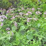 Pericallis steetzii Hábito