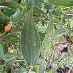 Melastoma malabathricum Leaf