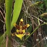 Oncidium sphacelatum Flower