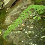 Cystopteris bulbifera Habitat