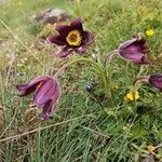 Pulsatilla montana Bloem